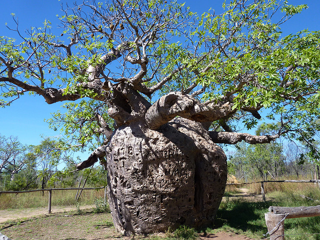 Boab Prison Tree