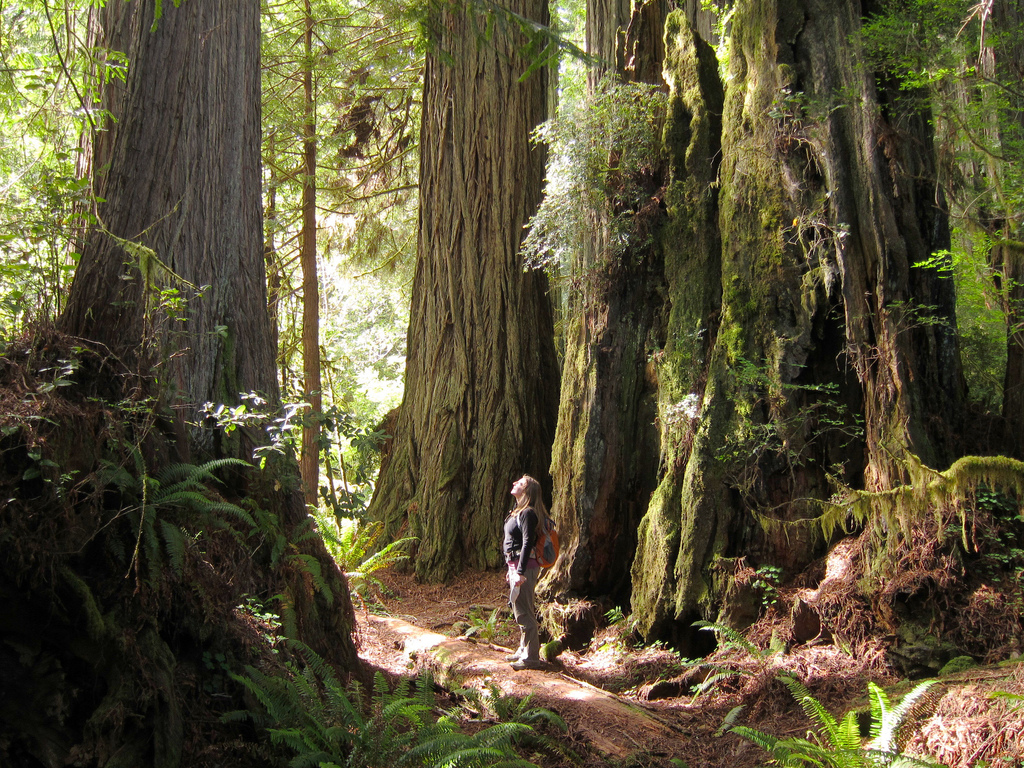 Prairie Creek Redwoods