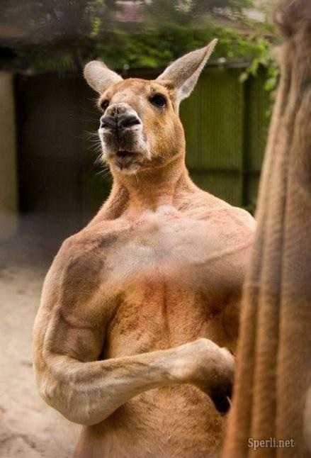 super buff roos