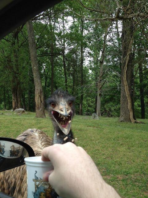 emu