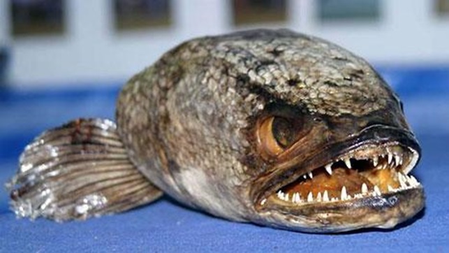 fishzilla