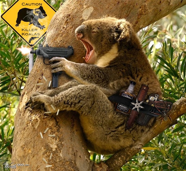 koala