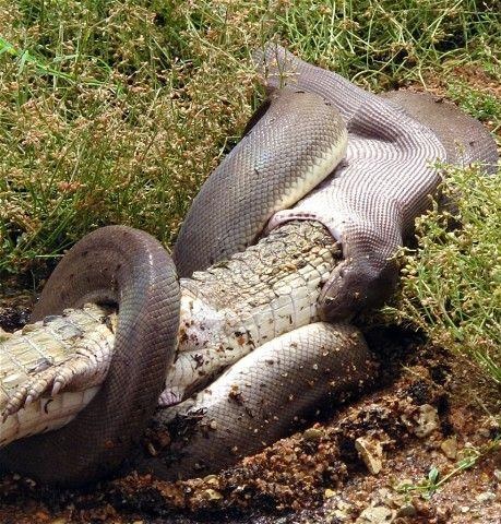 python