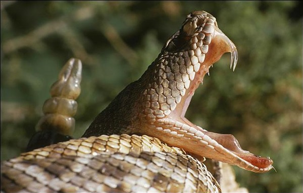 coastal taipan