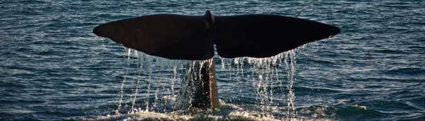 Picton whales